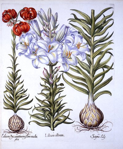 Madonna Lily and Bulb, Red Martagon of Constantinople, from Hortus Eystettensis by German School